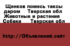 Щенков помесь таксы даром  - Тверская обл. Животные и растения » Собаки   . Тверская обл.